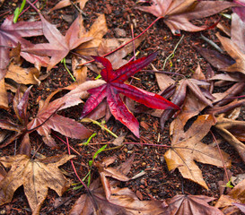 Parthenocissus quinquefolia, Virginia creeper, Victoria creeper, five-leaved ivy, or five-finger, is a species of flowering plant in grape family, Vitaceae leaves turning to deep purple red in autumn.