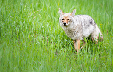 Coyote in the spring