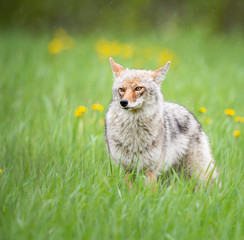 Coyote in the spring