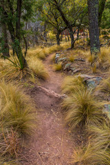 Fototapeta premium Hiking Trail Through Thick Bluestem Grass In Boot Canyon, Big Bend National Park, Texas, USA
