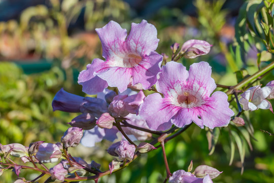 pink trumpet vine  flowers from podranea ricasoliana plant