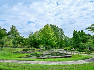 Fototapeta na wymiar 夏空バックにスイレン池の情景