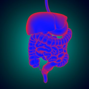 Human Digestive System Anatomy For Medical Concept 3D