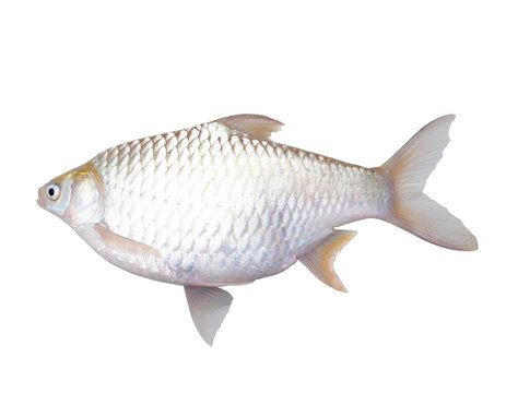 Silver Barb or Java Barb isolated on white background with Clipping path.