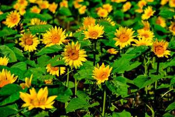 久住高原のひまわり
