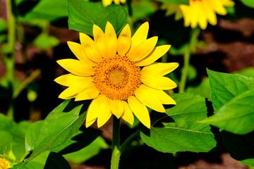 久住高原のひまわり