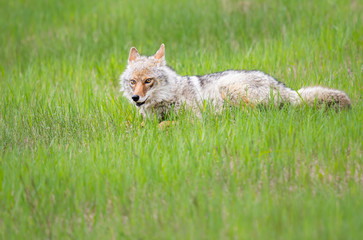 Coyote in the spring