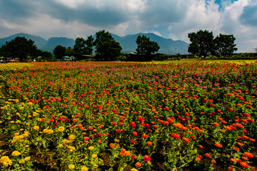 久住高原のジニア
