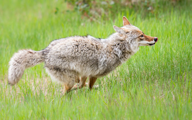 Coyote in the spring