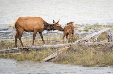 Cow and calf elk in the spring