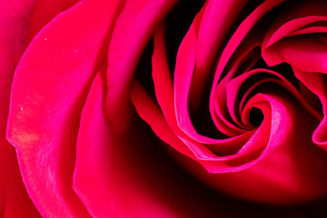 Fototapeta na wymiar Red rose up close.