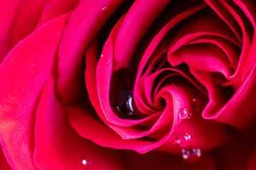 Fototapeta na wymiar Red rose up close with water droplets.