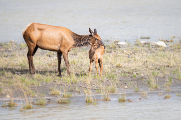 Cow and calf elk in the spring