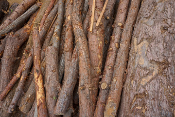 Wood cut logs are arranged in the outdoor field, prepared to the next factorial process.