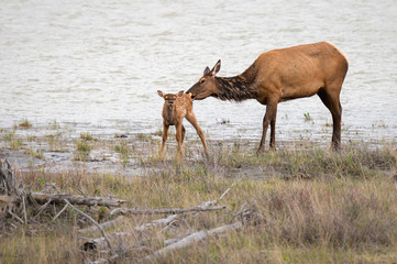 Obraz premium Cow and calf elk in the spring