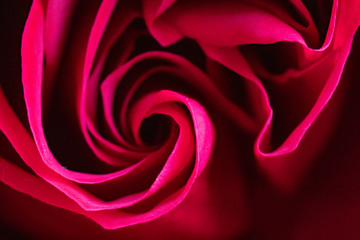 Naklejka premium Red rose up close.