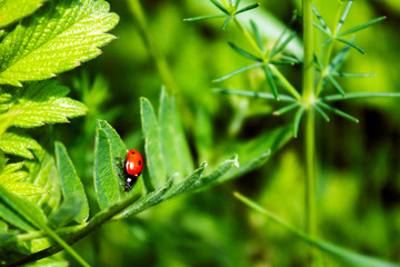 Ladybug crawling on a green leaf 
