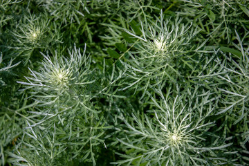 Green branches of a plant on a summer day, top view.