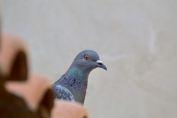 pigeon in hand
