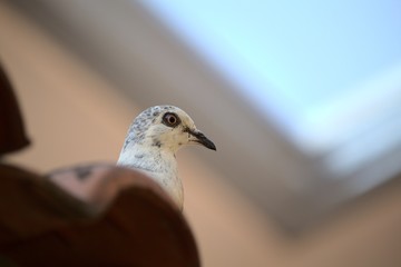False peace pigeon