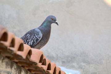 pigeon on the wall