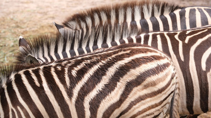 zebras backs in the zoo closeup