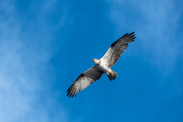 Fototapeta na wymiar Hunting Osprey, Byron Bay Australia