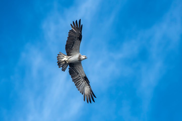 Fototapeta premium Hunting Osprey, Byron Bay Australia