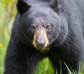 Black bear in the wild