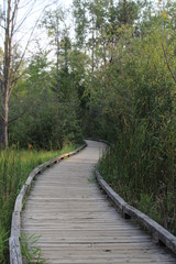 wooden bridge in the forest