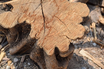 Cut Tree Trunk Close Up