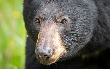 Black bear in the wild