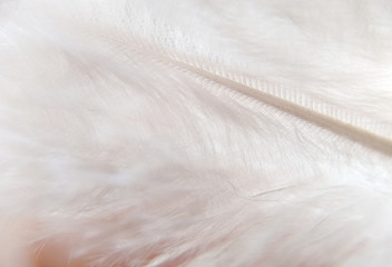White feather.