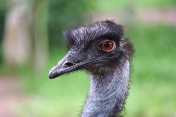 Close up of emu ostrich head in the zoo