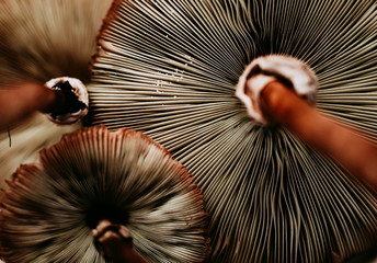 Mushroom Fan