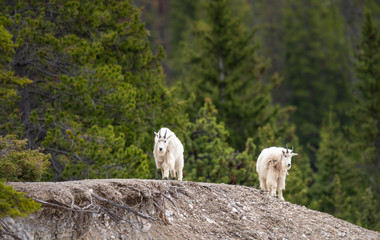 Mountain goat in the spring