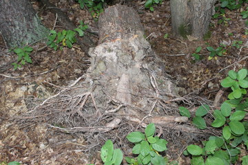 stump in the woods