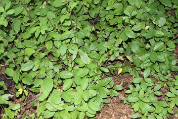 green leaves background