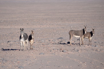 Burros salvajes 