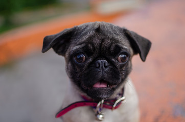 perro raza pug hemnra sonriendo con el fondo desenfocado