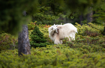 Mountain goat in the spring