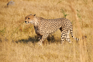 cheetah, (Acinonix jubatus)