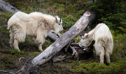 Mountain goat in the spring