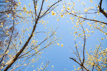 노란 산수유 꽃