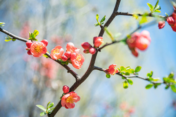유혹적인 빨간 꽃