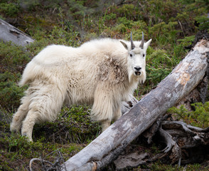 Obraz na płótnie Canvas Mountain goat in the spring