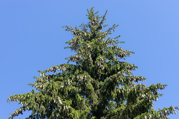 Spruce tree with a lot of cones against a blue sky.