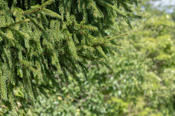 Xmas fir tree branches forest nature landscape. Christmas background holiday symbol evergreen tree with needles.