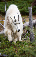 Obraz premium Mountain goat