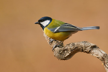 Beautiful great tit (Parus major)